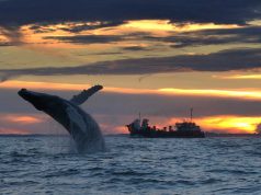 Wintererlebnisse in Virginia Beach Whale Watching (c) Virginia Beach Convention & Visitors Bureau