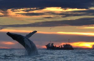 Wintererlebnisse in Virginia Beach Whale Watching (c) Virginia Beach Convention & Visitors Bureau
