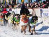 50 Jahre Iditarod in Anchorage: Auf kalten Pfoten durchs Eis