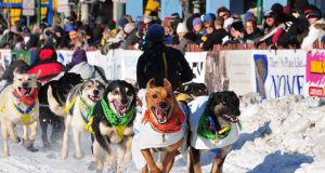 50 Jahre Iditarod in Anchorage: Auf kalten Pfoten durchs Eis