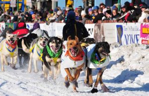 50 Jahre Iditarod in Anchorage: Auf kalten Pfoten durchs Eis