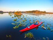 Naturwunder Okefenokee Sümpfe in Georgia Okefenokee © Georgia-Department-of-Economic-Development