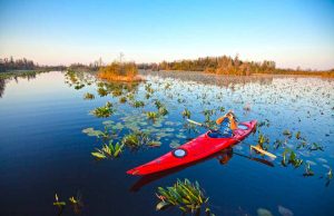 Naturwunder Okefenokee Sümpfe in Georgia Okefenokee © Georgia-Department-of-Economic-Development