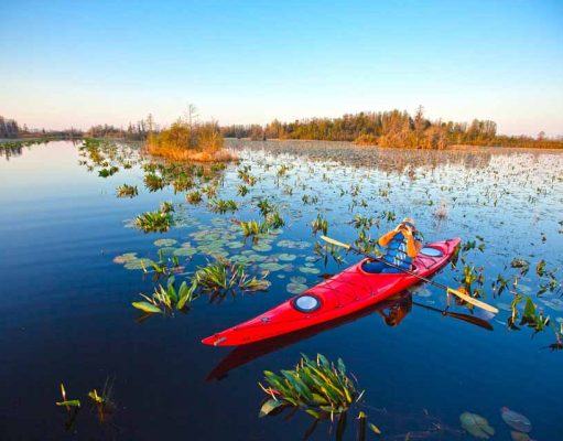 Naturwunder Okefenokee Sümpfe in Georgia Okefenokee © Georgia-Department-of-Economic-Development