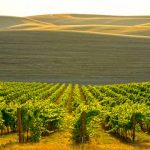 Spring Valley Vineyards, Walla Walla, Washington © Andrea Johnson Photography