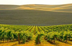Vier Jahreszeiten voller Erlebnisse in Washington Spring Valley Vineyards, Walla Walla, Washington © Andrea Johnson Photography