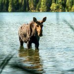 Isle-Royale-Nationalpark; Elch © Pure Michigan