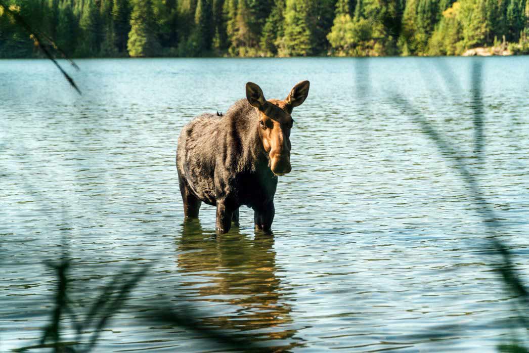 Isle-Royale-Nationalpark; Elch © Pure Michigan