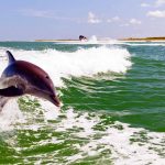 Delphin (c) Visit St. Pete/Clearwater