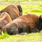 Alaska Wildlife Conservation Center (c) Brian Adams