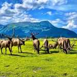 Elche im AWCC (c) Nicole Geils / Alaska Wildlife Conservation Center