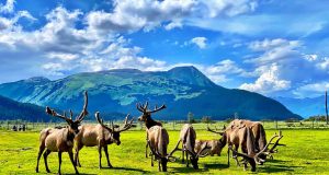 Das Alaska Wildlife Conservation Center