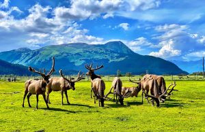 Das Alaska Wildlife Conservation Center