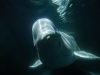 Unterwasser-Beluga Whale Watching in Churchill Belugas in der Hudson Bay -(c) Build Films
