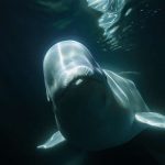 Belugas in der Hudson Bay -(c)  Build Films