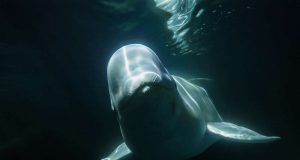 Unterwasser-Beluga Whale Watching in Churchill Belugas in der Hudson Bay -(c) Build Films