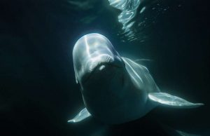 Unterwasser-Beluga Whale Watching in Churchill Belugas in der Hudson Bay -(c) Build Films