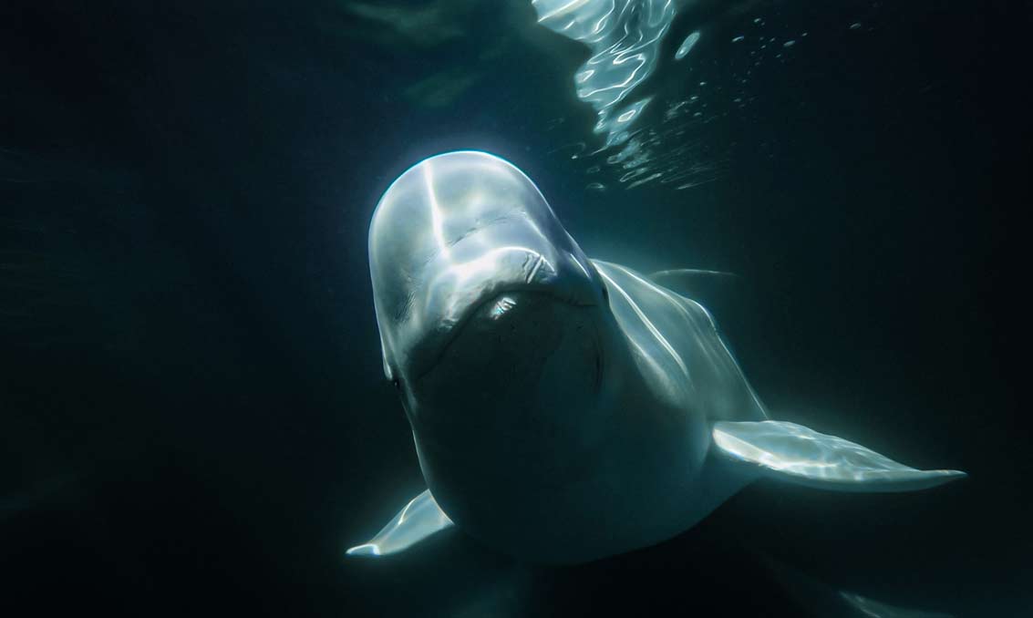 Belugas in der Hudson Bay -(c) Build Films