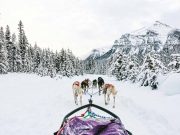 Neue Erlebnisse und Unterkünfte in Alberta Mushing (c) Travel Alberta / Chris Amat