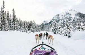 Neue Erlebnisse und Unterkünfte in Alberta Mushing (c) Travel Alberta / Chris Amat