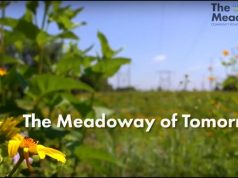 Toronto: Wo Natur und Zivilisation eine Einheit bilden