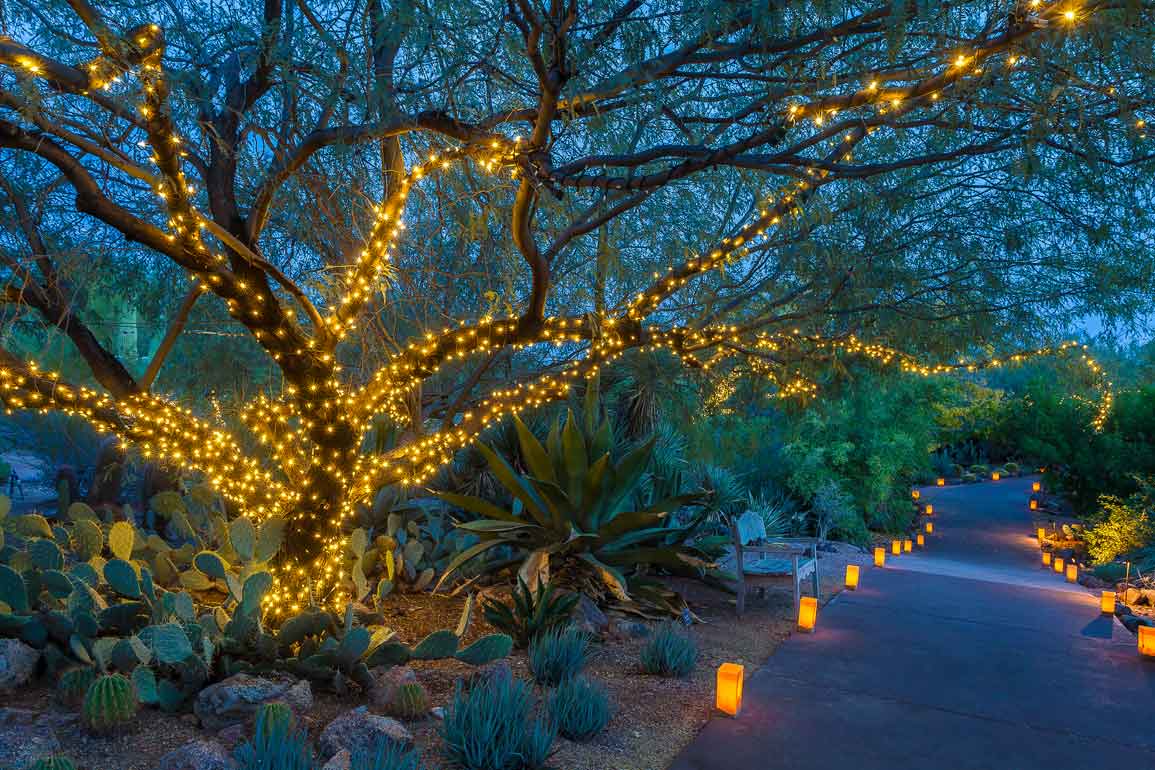 Las Noches del las Luminarias (c) Desert Botanical Garden