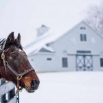 Pferd im Schnee (c) Kentucky Tourism
