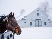 Kentucky im Winter Pferd im Schnee (c) Kentucky Tourism