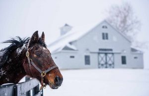 Kentucky im Winter Pferd im Schnee (c) Kentucky Tourism