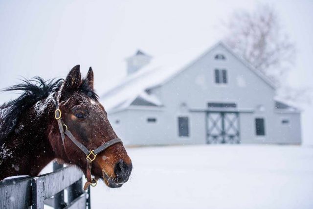 Pferd im Schnee (c) Kentucky Tourism