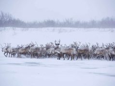 Weihnachten in den Northwest Territories Rentiere in der Westlichen Arktis (c) Jason van Bruggen