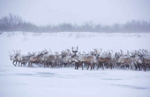 Weihnachten in den Northwest Territories Rentiere in der Westlichen Arktis (c) Jason van Bruggen