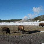 Yellowstone im Winter Bisons (c) C. Kolmann