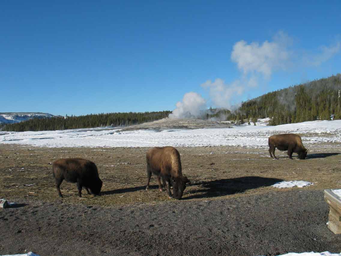 Yellowstone im Winter Bisons (c) C. Kolmann