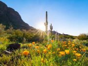 Außergewöhnliche Wildblumen-Saison in Arizona Picacho Peak / Wildblumen (c) An Pham