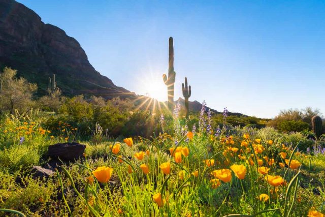 Picacho Peak / Wildblumen (c) An Pham