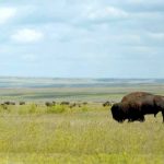 Präriebisons im Grasslands National Park (c) Tourism Saskatchewan & Bryan Eneas