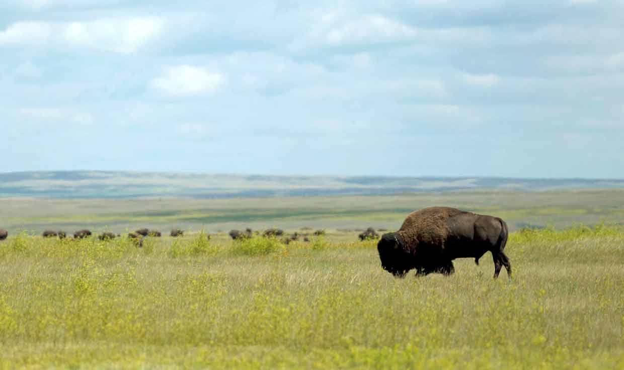 Präriebisons im Grasslands National Park (c) Tourism Saskatchewan & Bryan Eneas