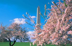 National Cherry Blossom Festival Cherry Blossom (c) Washington.org