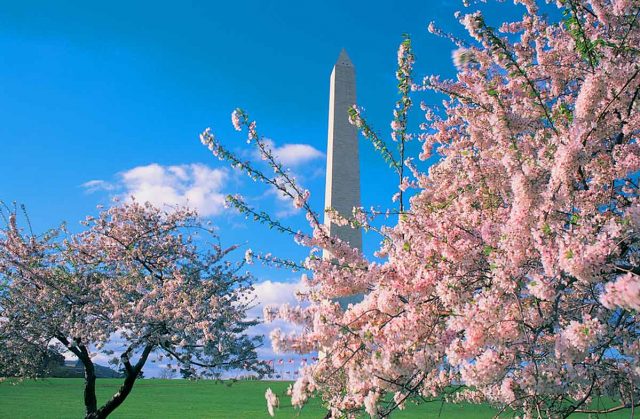 Cherry Blossom (c) Washington.org