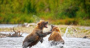 Bären beobachten in Alaska Bären Brooks Falls (c) Chris McLennan (Travel Alaska)