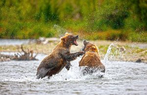 Bären beobachten in Alaska Bären Brooks Falls (c) Chris McLennan (Travel Alaska)