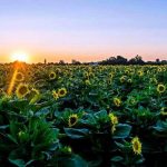 Sonnenblumenfelder (c) Visit Yolo County