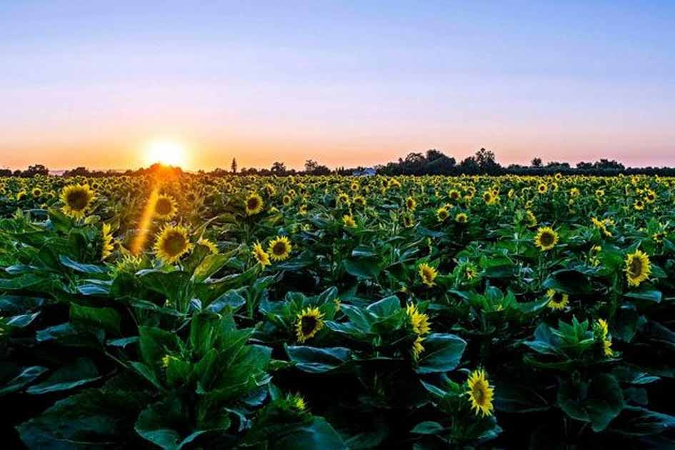 Sonnenblumenfelder (c) Visit Yolo County