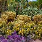 Desert Botanical Garden (c) Desert Botanical Garden