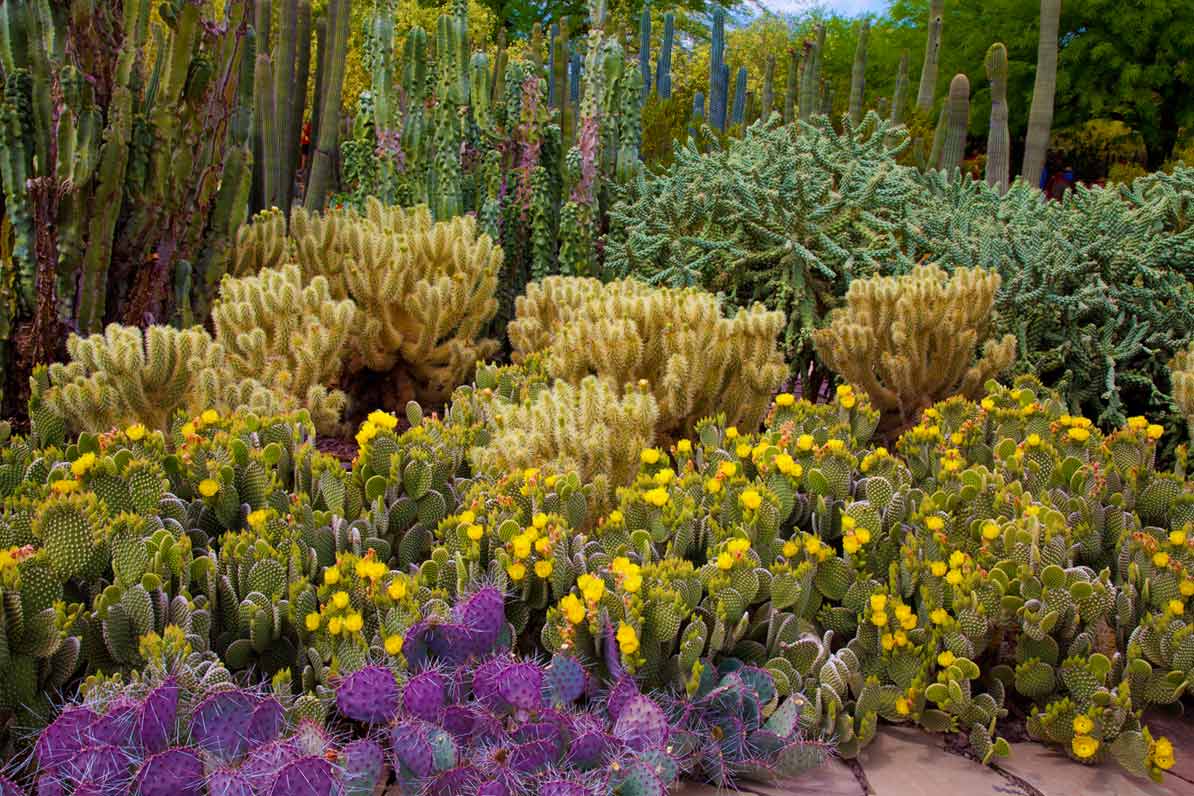 Desert Botanical Garden (c) Desert Botanical Garden