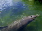 Florida Keys feiern ihren 200. Geburtstag