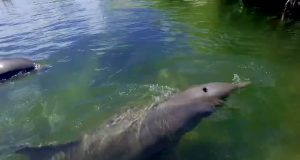 Florida Keys feiern ihren 200. Geburtstag