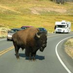 Buffallo (c) Wyoming Travel & Tourism