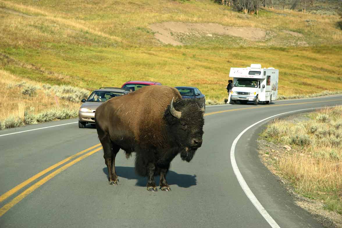 Buffallo (c) Wyoming Travel & Tourism